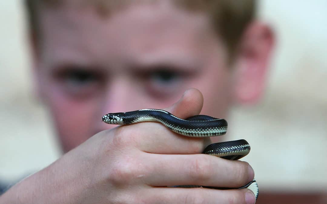 Boys, Snakes, and Insatiable Media Appetites