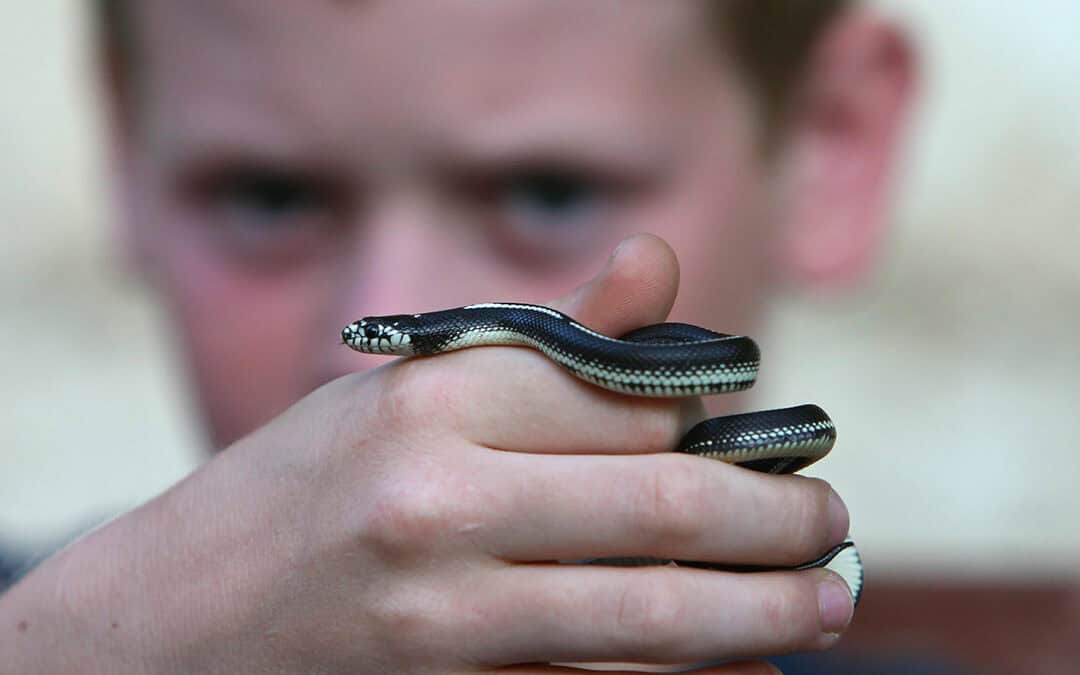 Boys and Venomous Snakes?